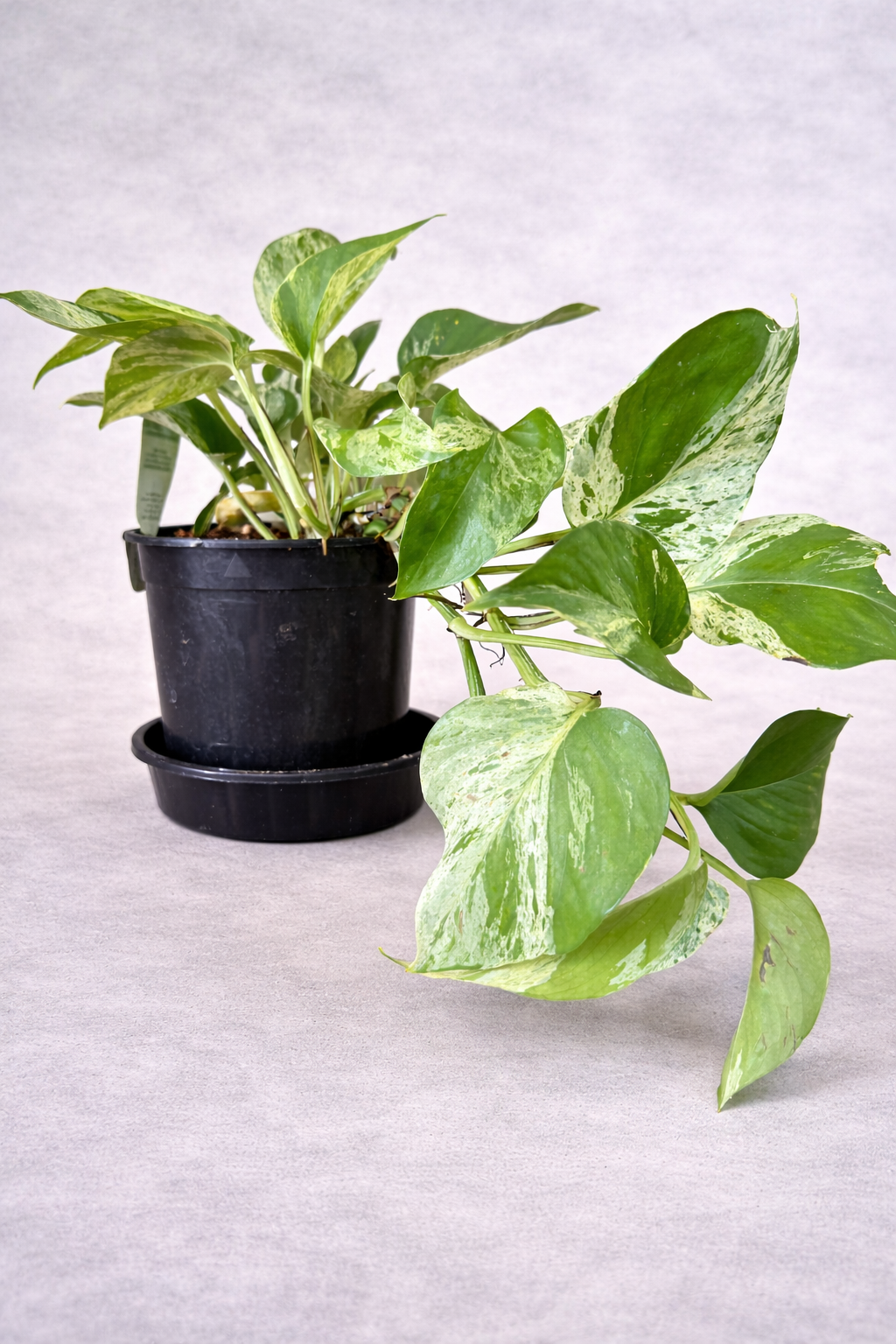 Marble Ivy