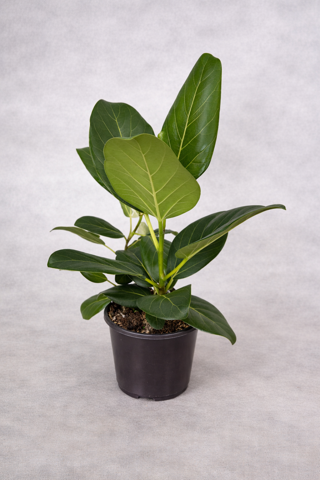 Ficus Audrey