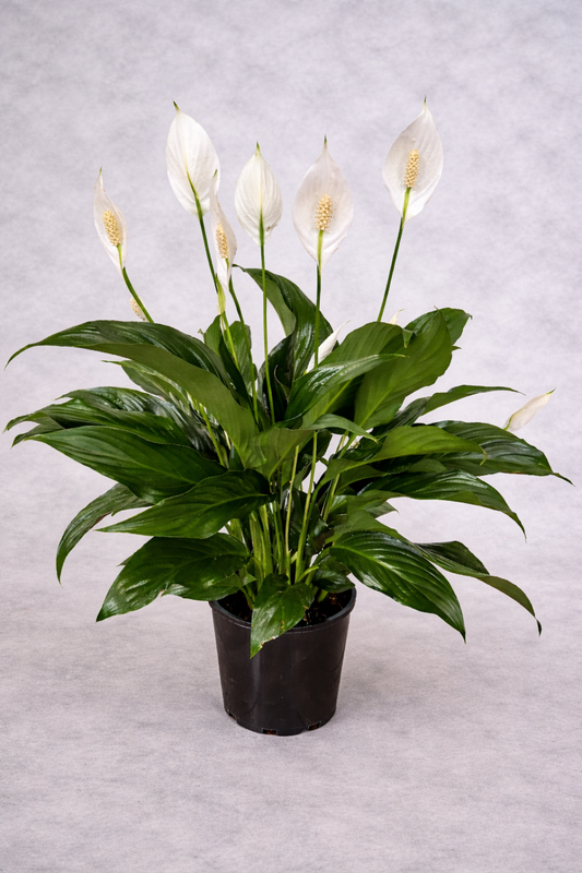 Flowering Peace Lily