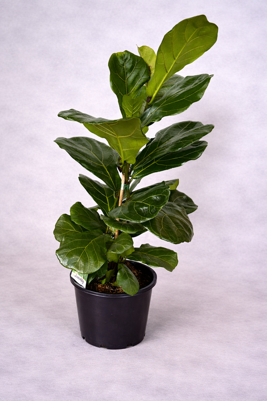 Fiddle Leaf Fig