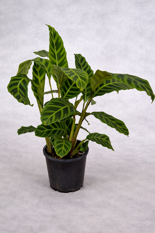 Calathea Zebrina