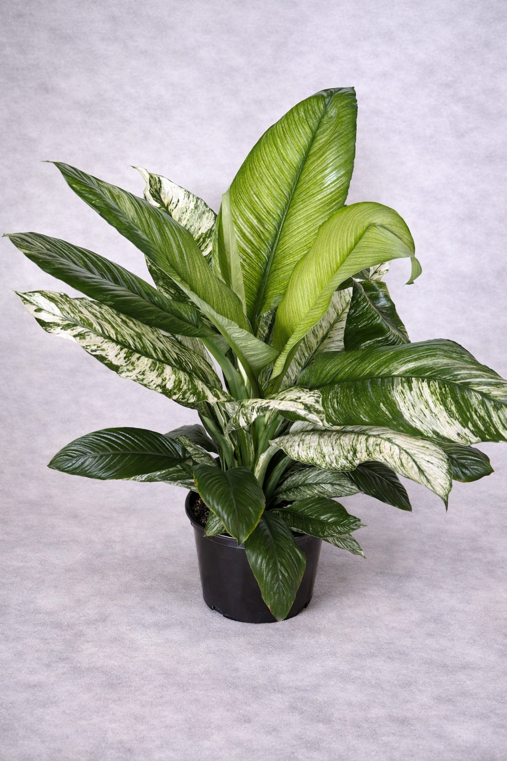 Variegated Dieffenbachia