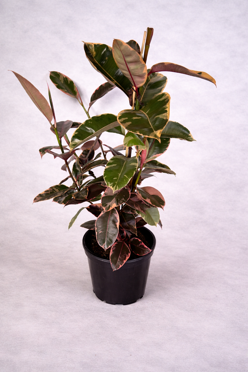 Ruby Rubber Tree