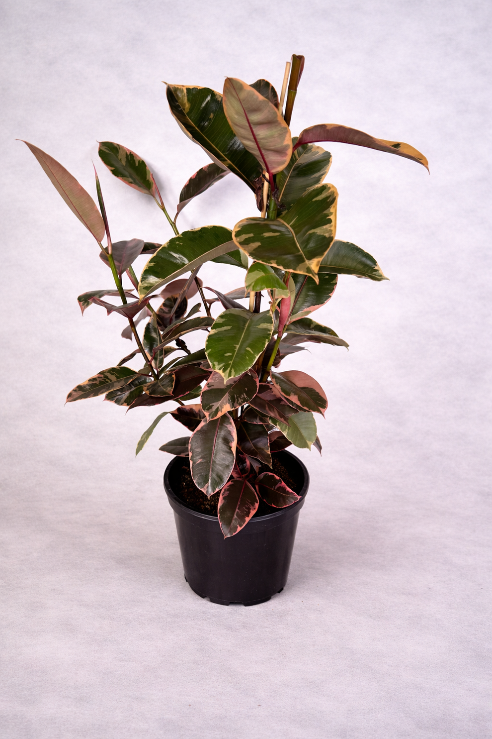 Ruby Rubber Tree – Dear Petal Hunter Valley
