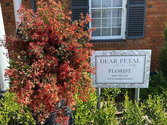 Christmas Posy PRE - ORDER