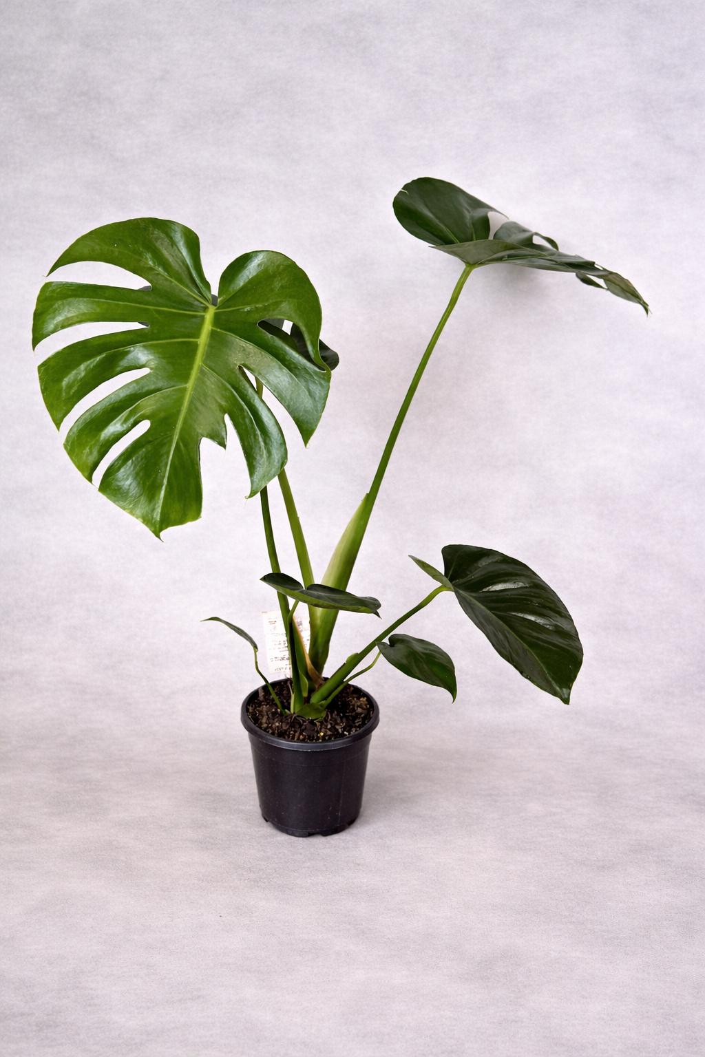 Monstera