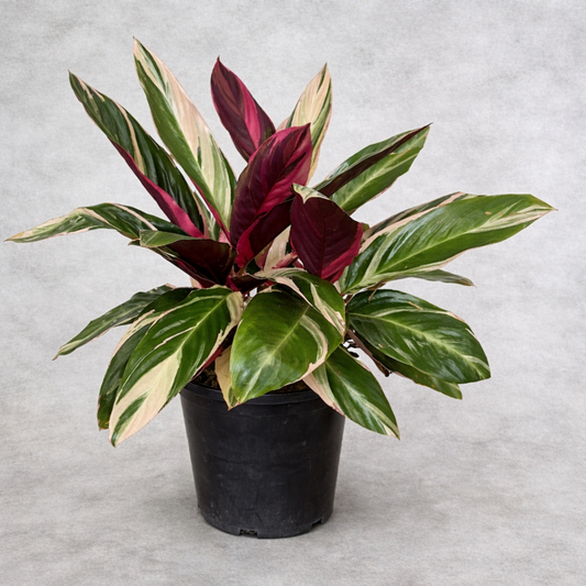 Calathea Triostar